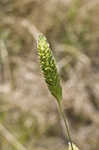 Carolina canarygrass